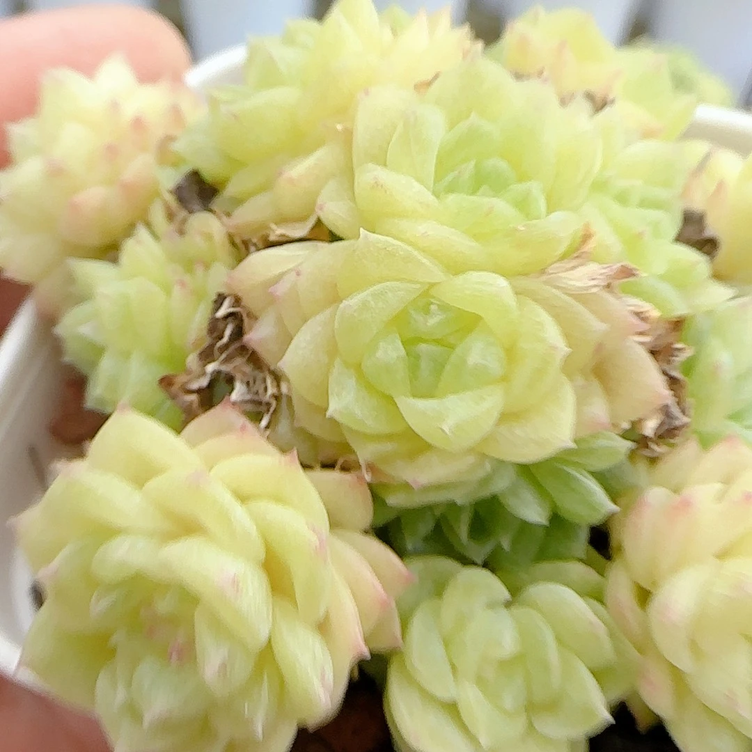 【闪购商品】1022-191福利麦杆