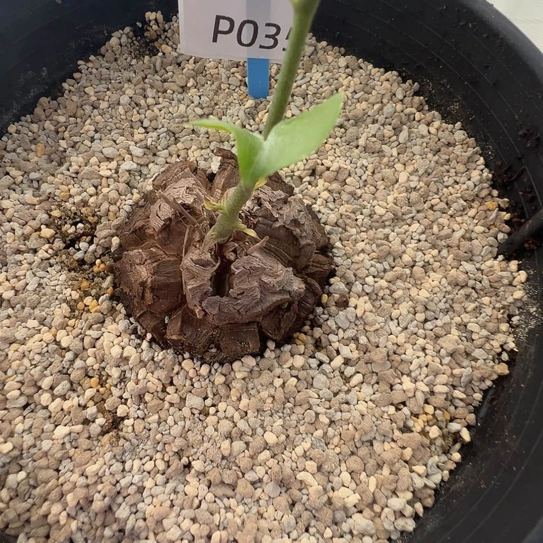 多肉植物专拍 一物一拍 南非龟甲龙035
