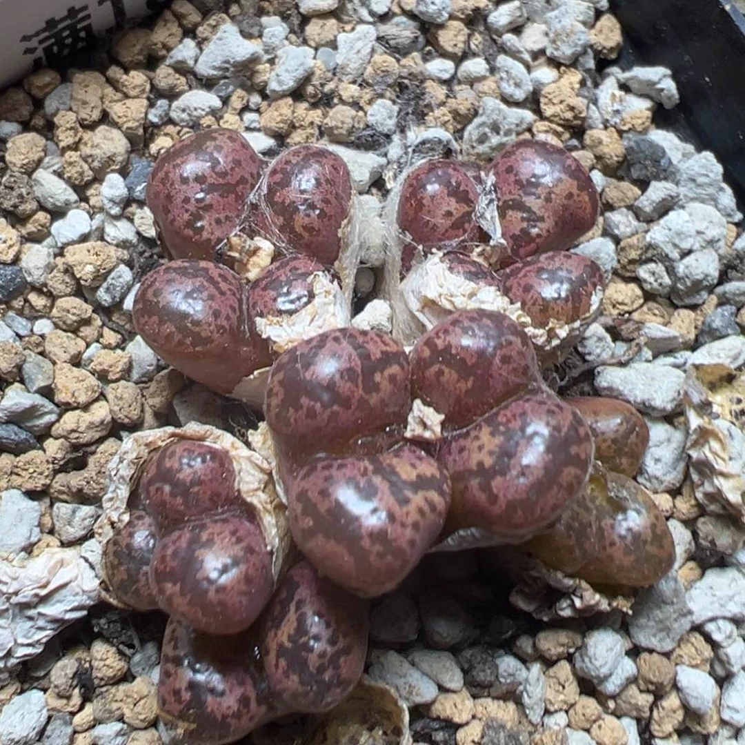 【闪购商品】 1056。