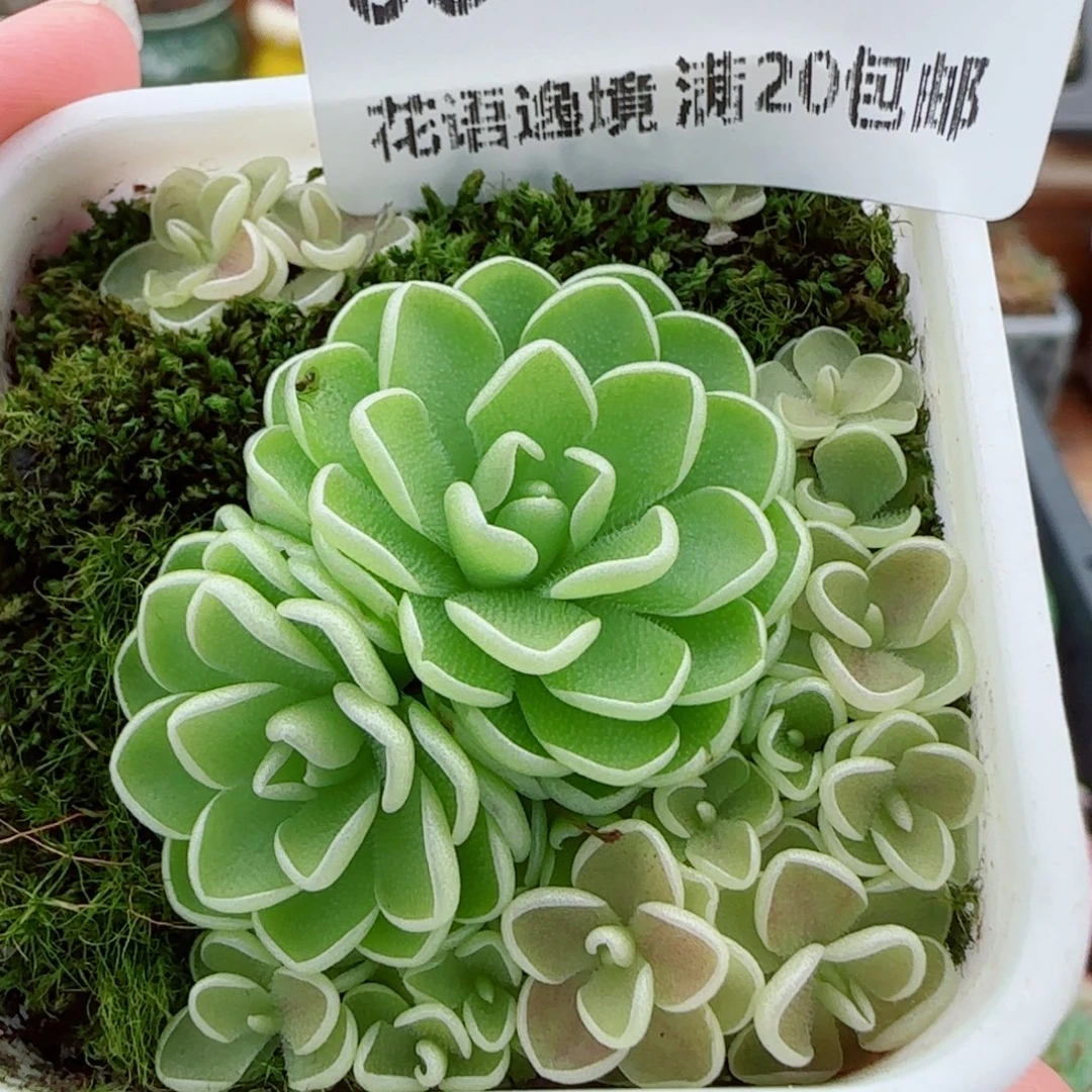 花语逸镜0917-08捕虫堇