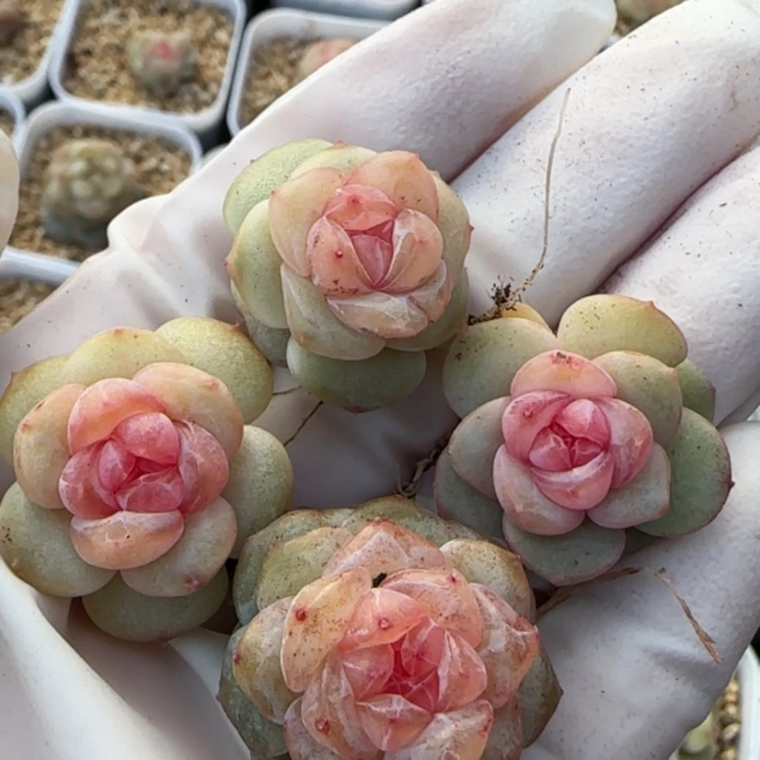 557 号王者系列珍妮一盒