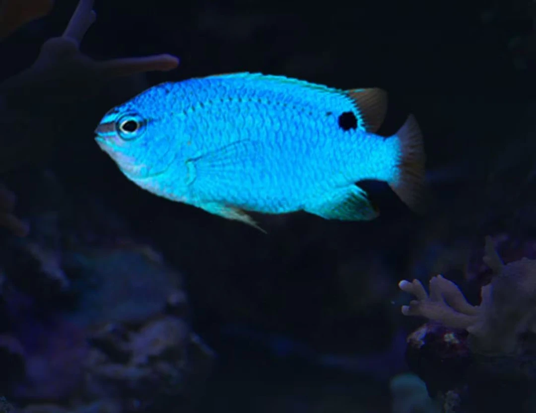 蓝魔海水观赏鱼售后开箱视频免包装费