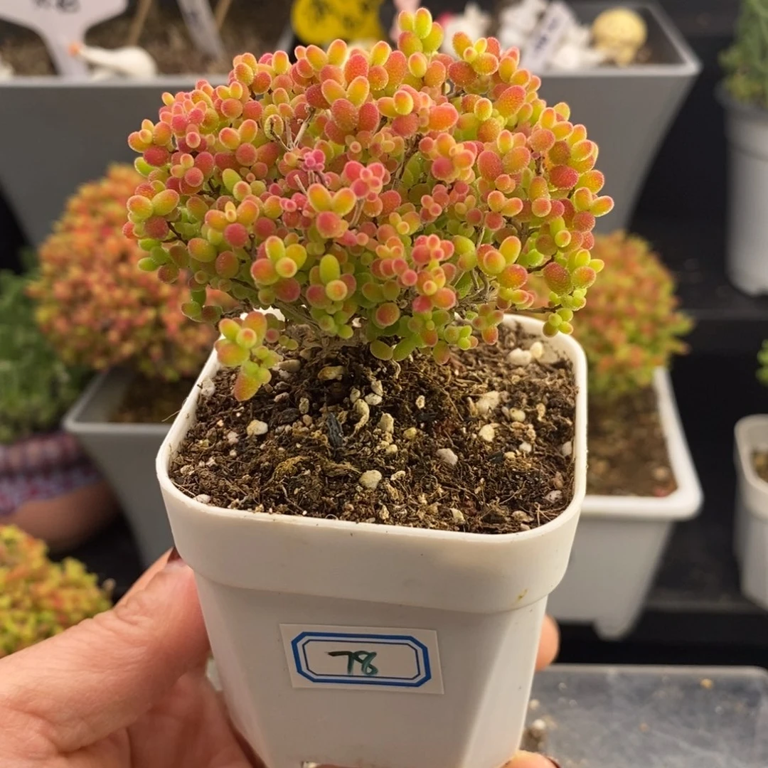 完全开放78号蜜橘糖球（6.5cm）