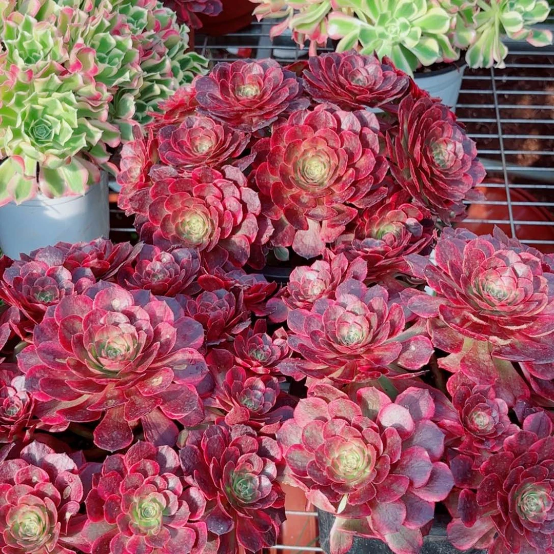 夜宴变异量拍多肉法师一个