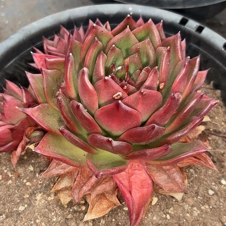 无花朵凯撒群。