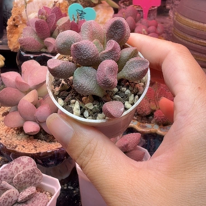 一物一拍，感谢支持