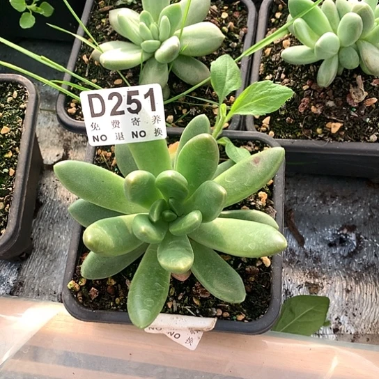 橙色奇迹大单头251