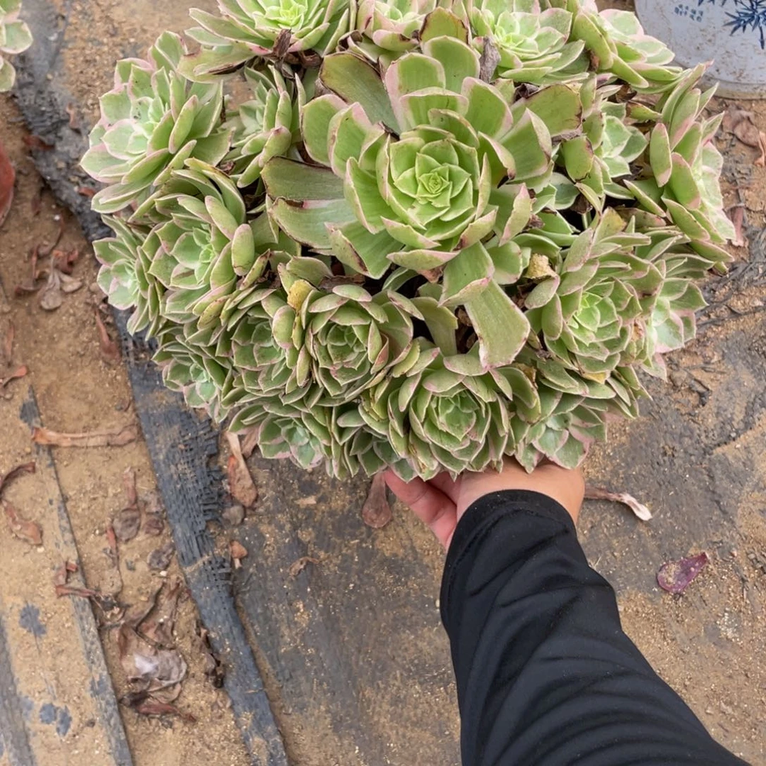 67水蜜桃法师多肉断枝不包