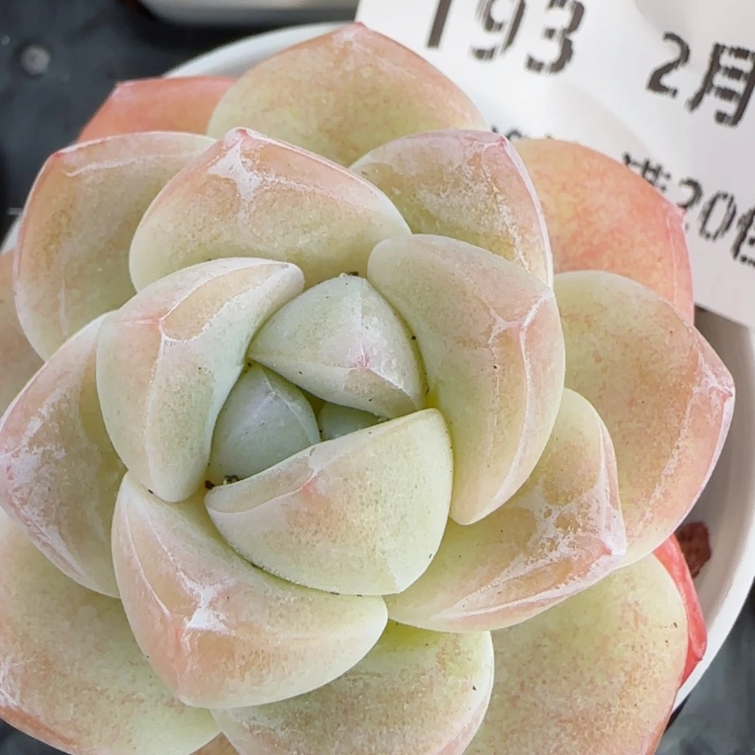 花语逸镜0206-193