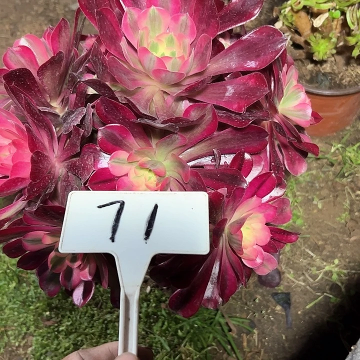 多肉植物美杜莎法师