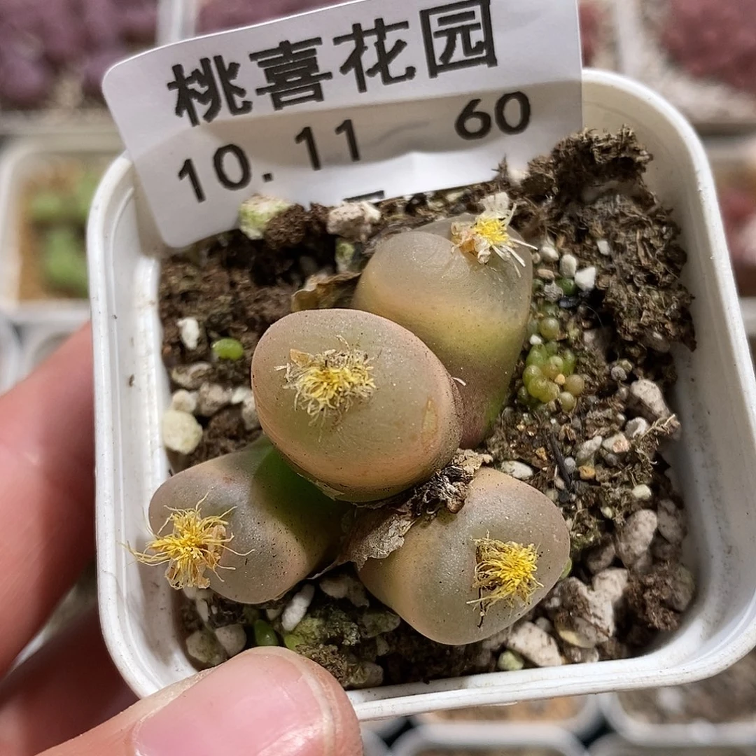 1011-60-毛福利。