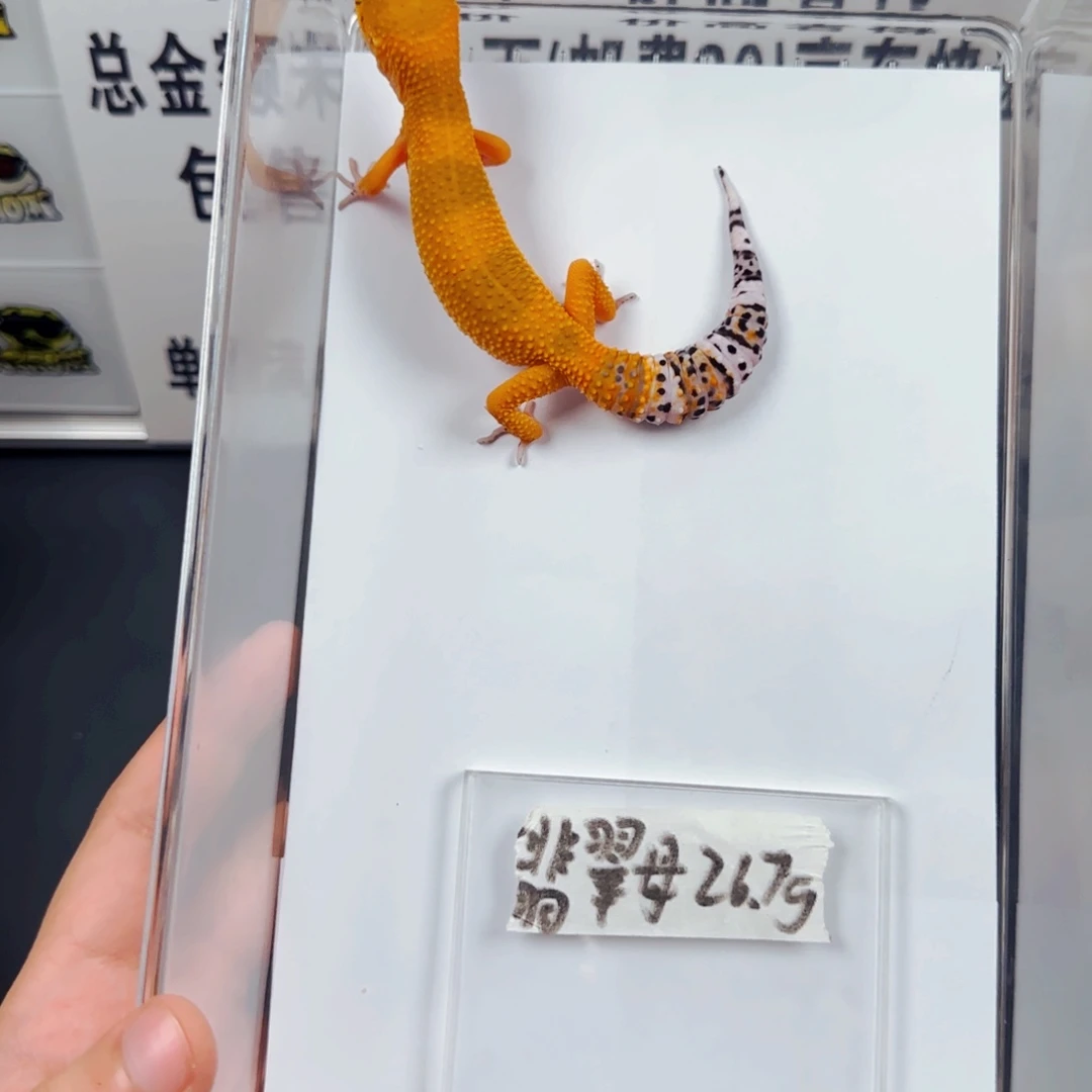 豹纹守宫翡翠压成母