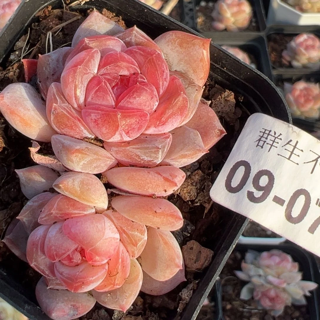 小卡拉米糖心一物一拍9-70