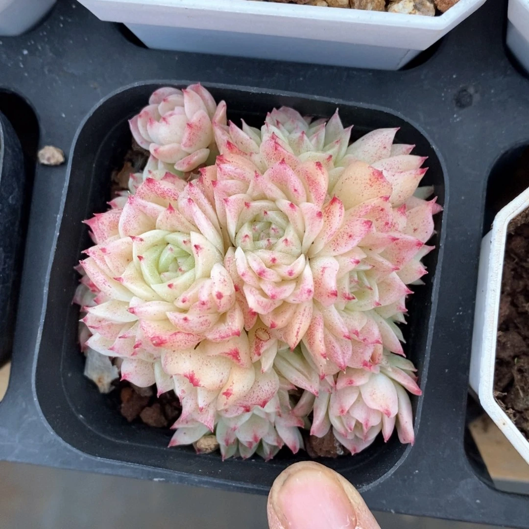 精品多肉一物一拍不包整32