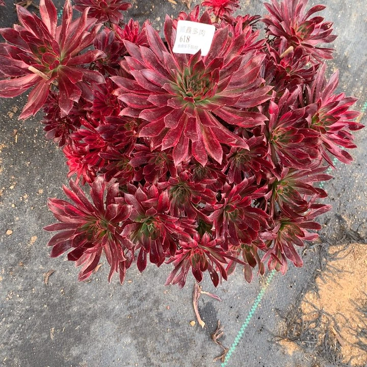 萌***儿618孔雀锦多肉植物特价