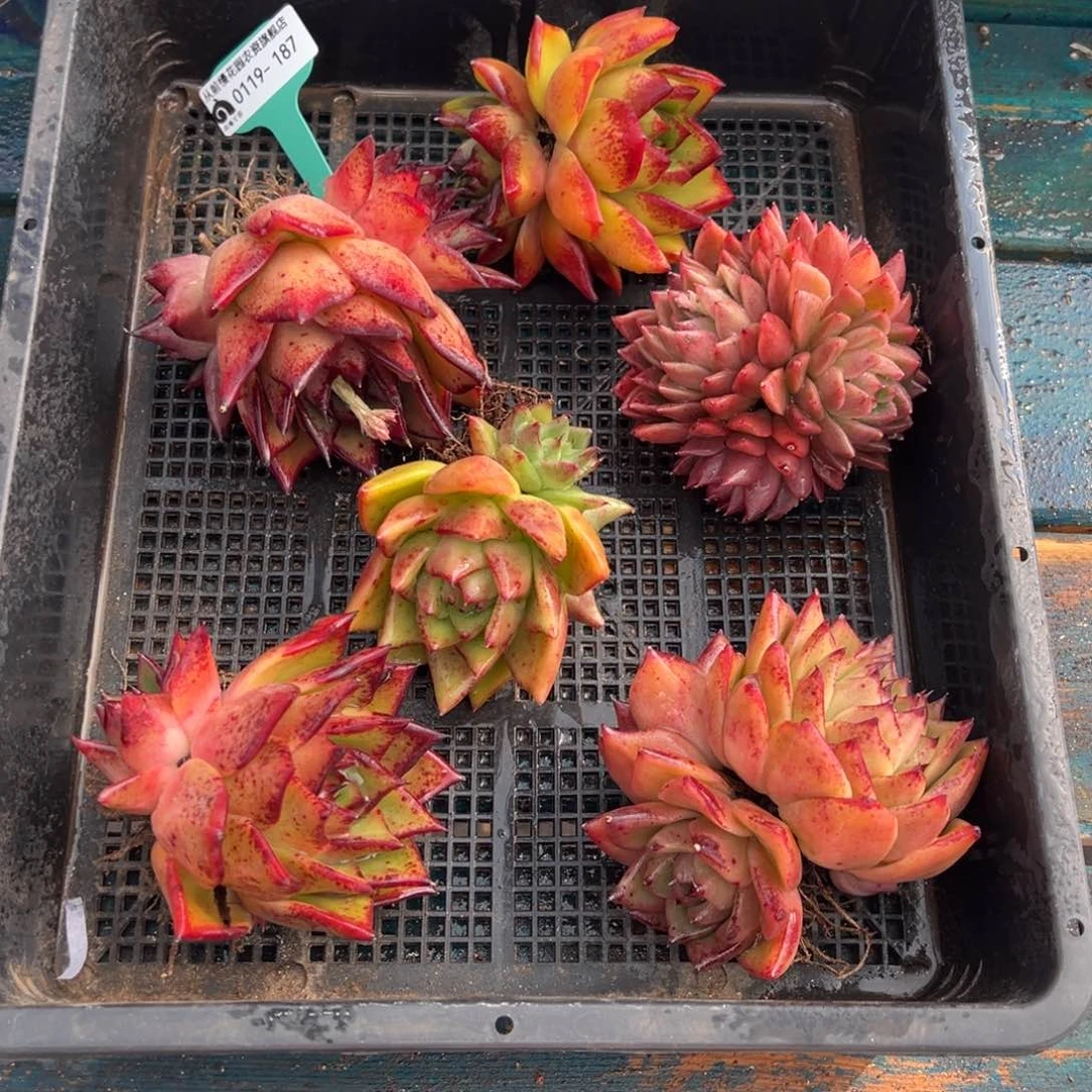 从前慢多肉精选编号0119.187