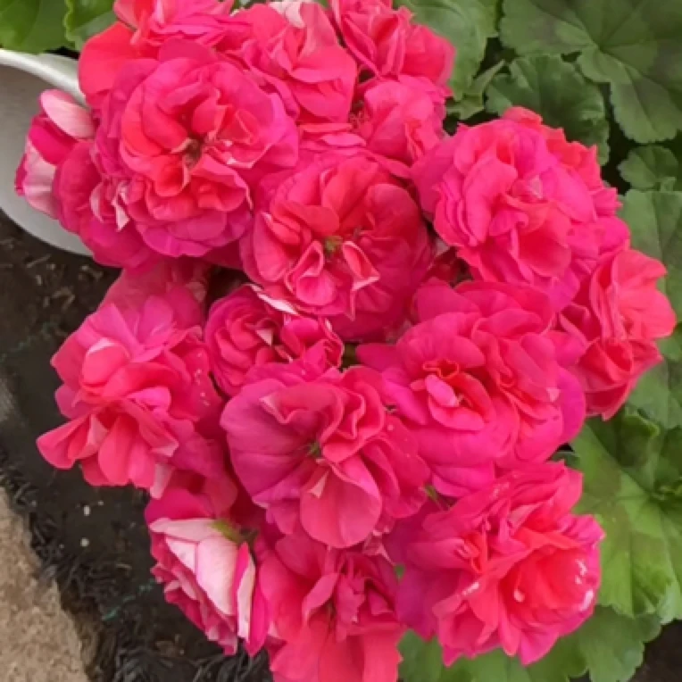 密斯巴黎 直立天竺葵