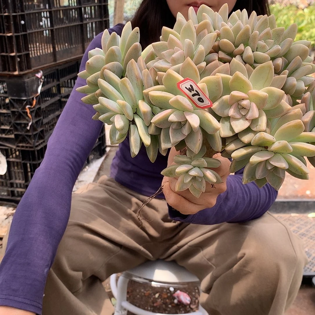 淡雪缀一物一拍 370