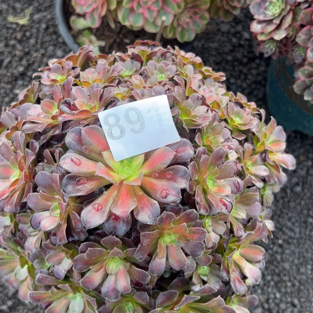 我是真的很喜欢这个