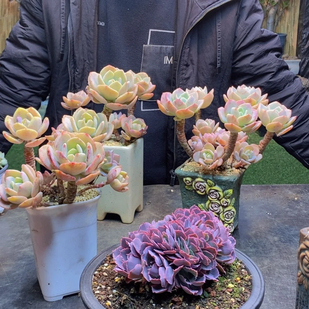 心**物104号晚霞之舞缀多肉