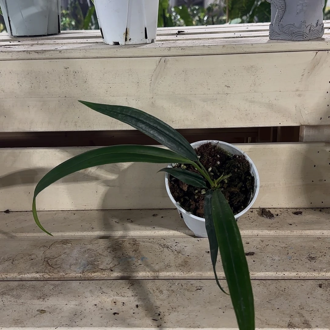 无花朵Ve领带花烛