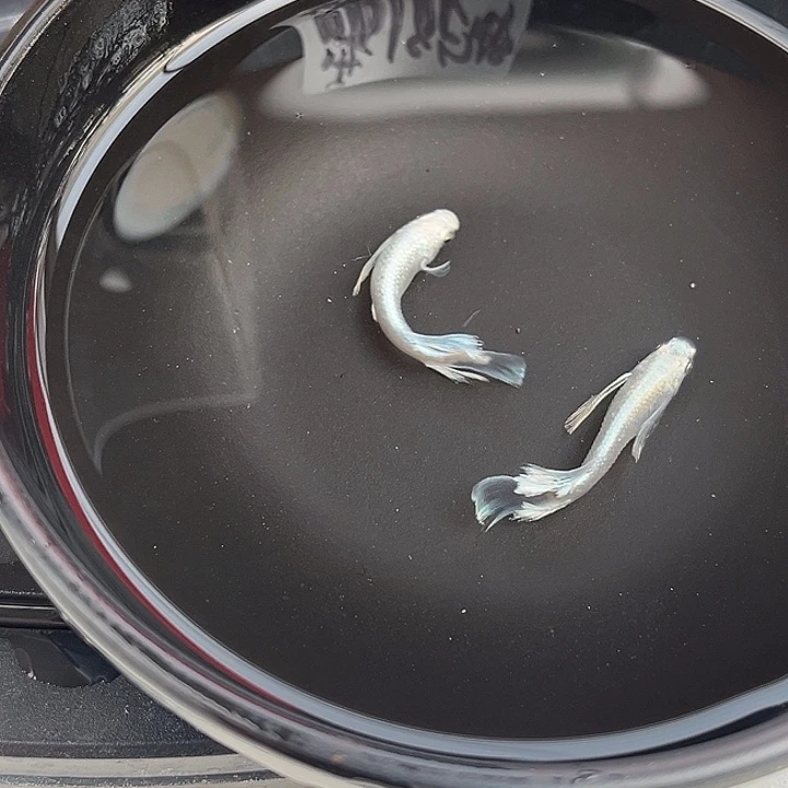 青鳉鱼真长鳍天使之翼2条14号