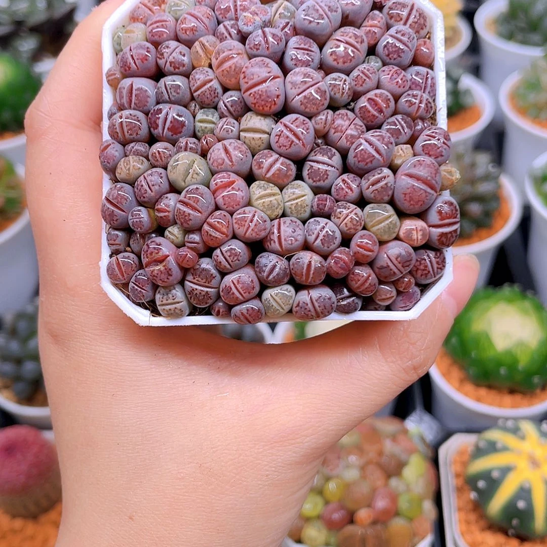 紫色生石花，白盆