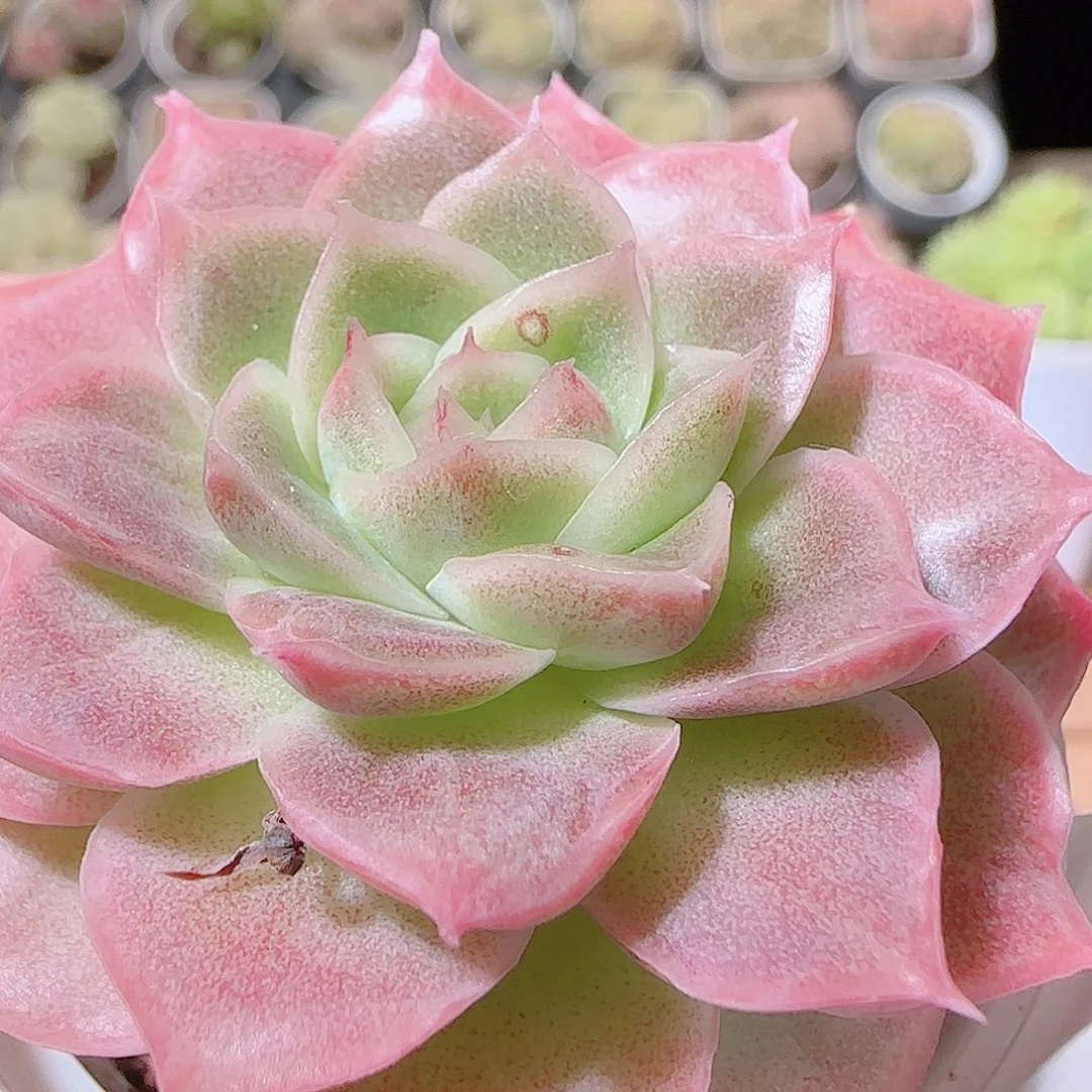 花语逸镜1121-36麦秆