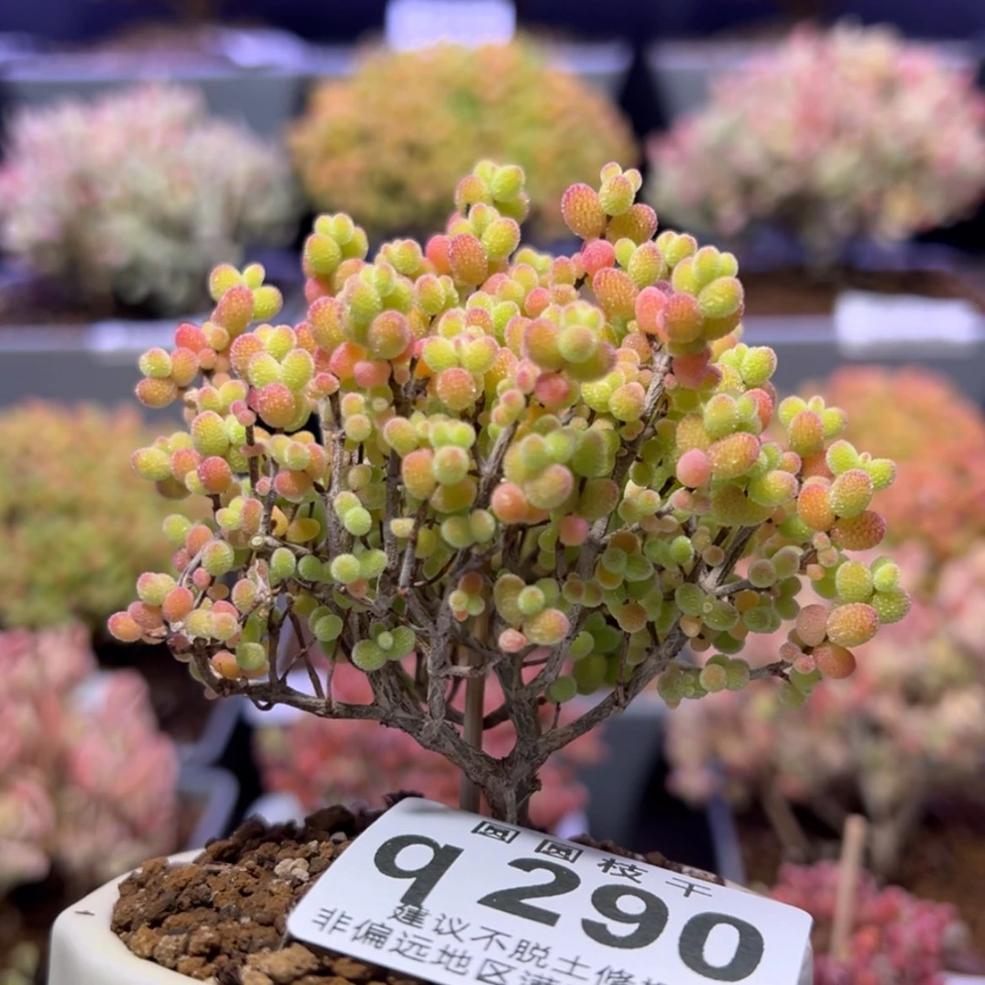 【闪购商品】霜*q290直杆双叉老桩金桔送盆