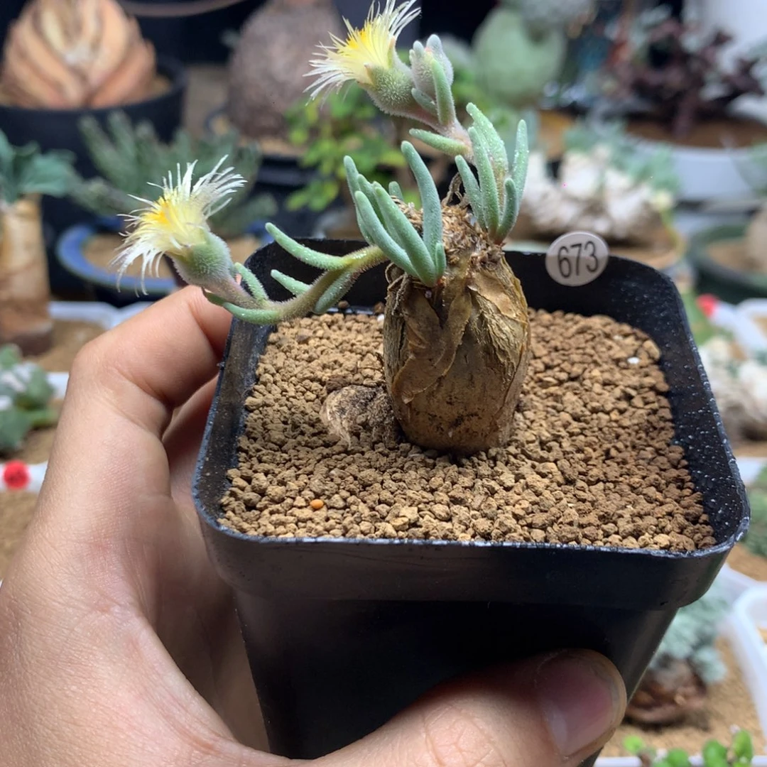 淡清霜母本带盆多肉673