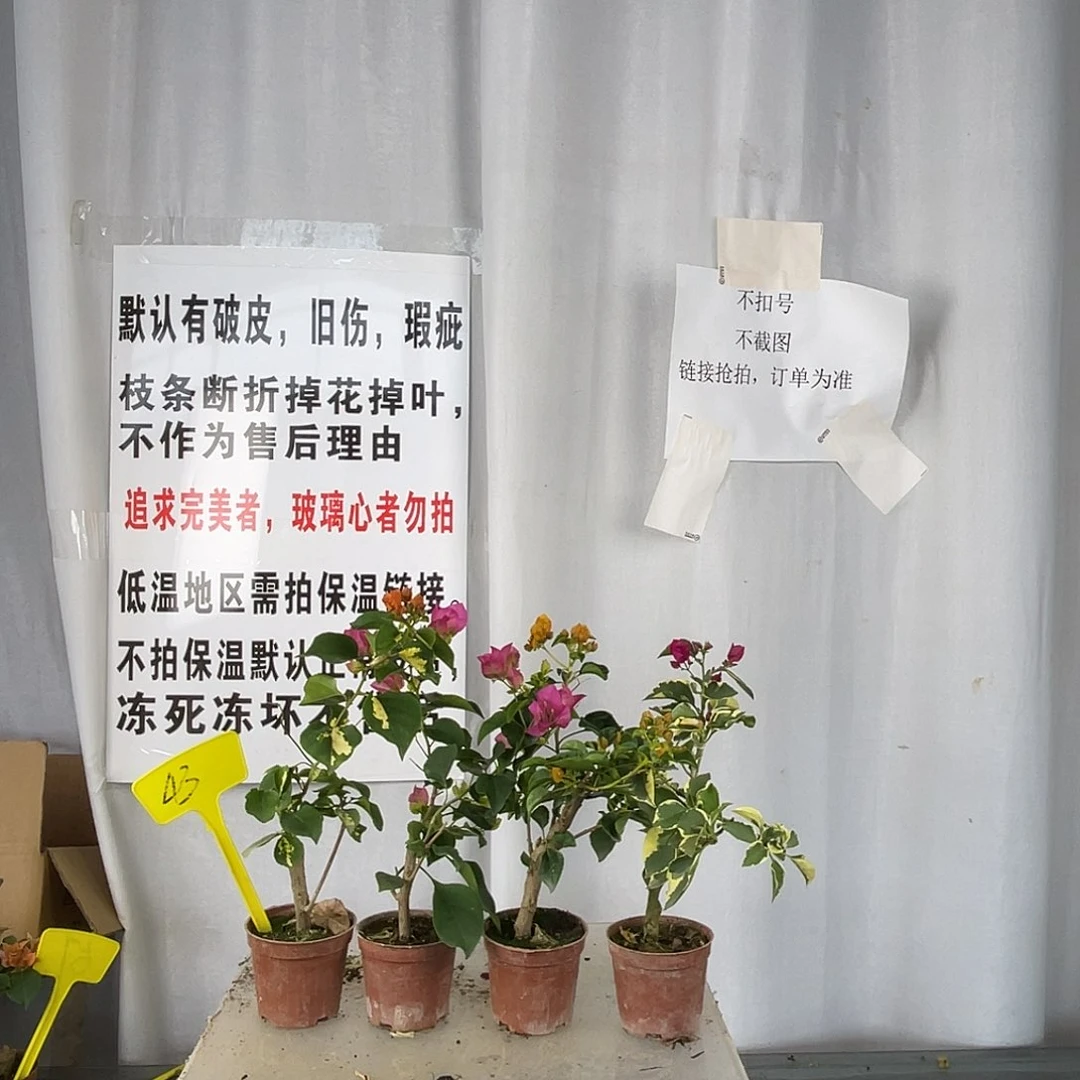 当前无花栽培后可以开花43掌中宝组合