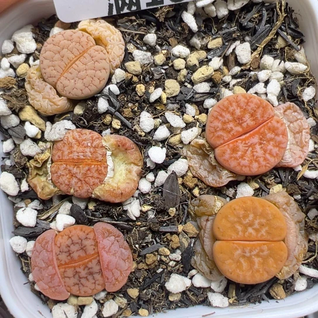 【闪购商品】130……