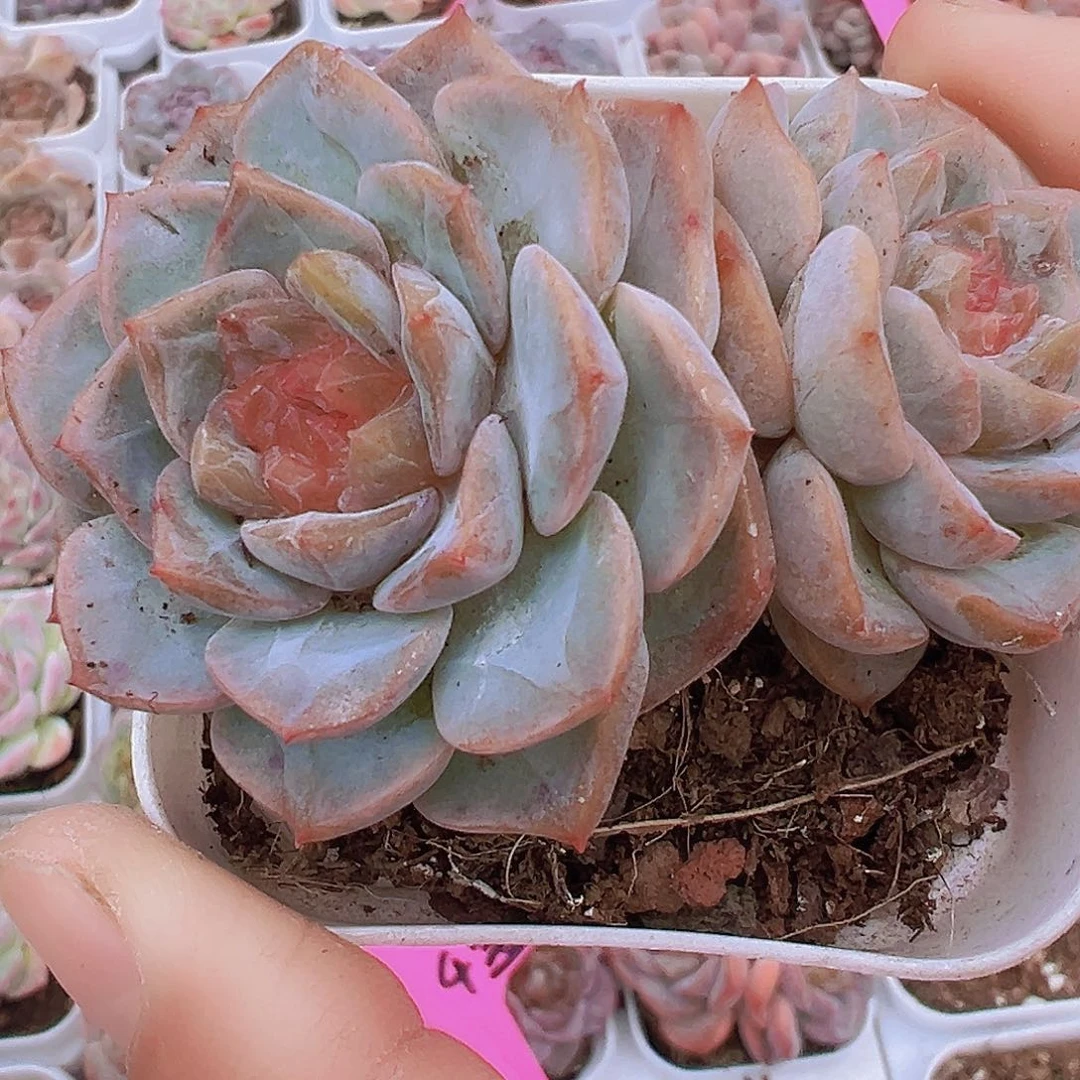 双头糖心冰魄2盆19包邮多肉植物