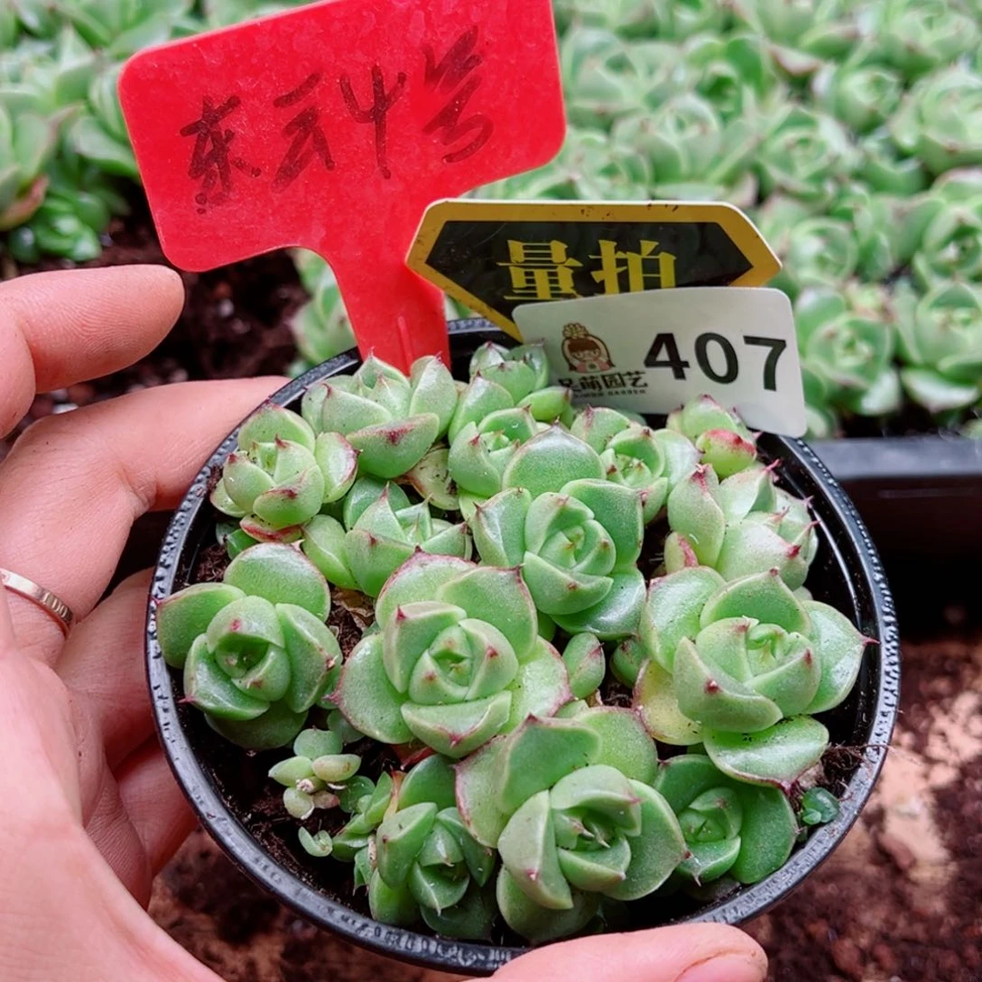 当前无花朵，栽培后可花朵