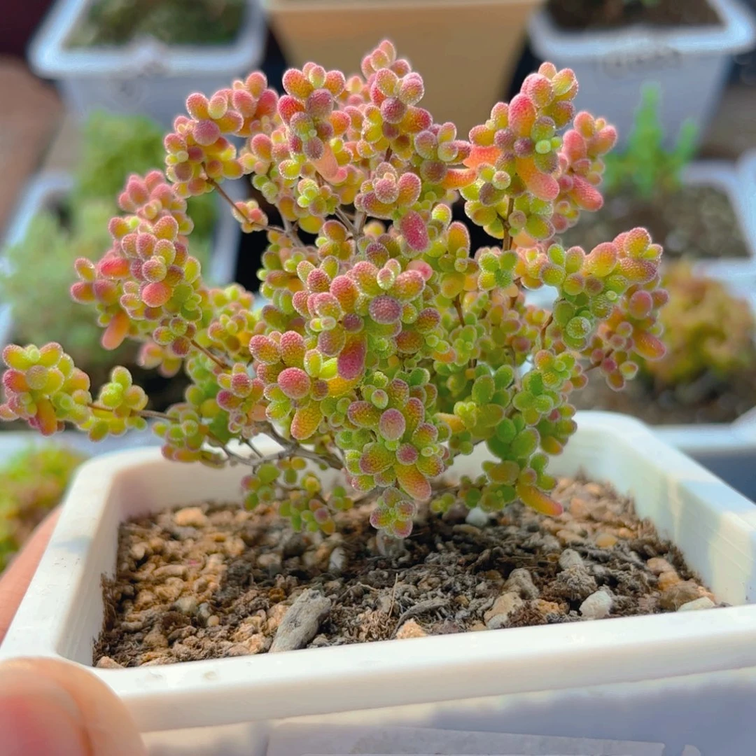 库*的蜜橘糖球978。