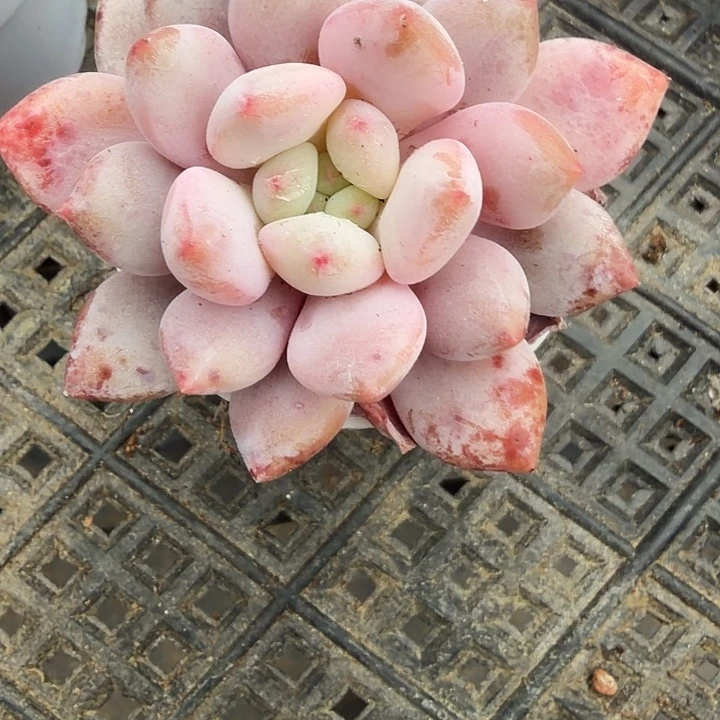 半夏  满12.9包邮