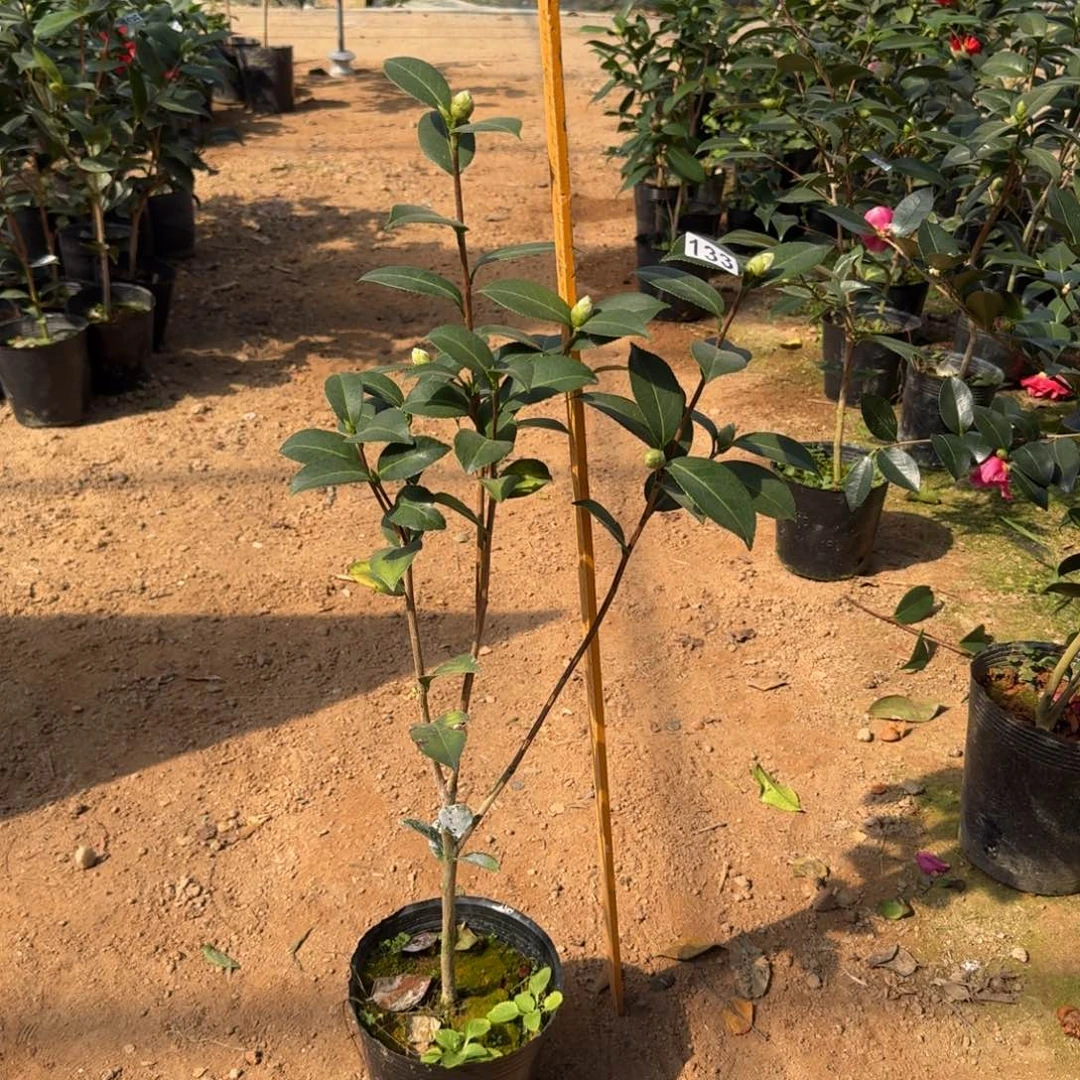 少量花朵（建议范围：2朵-5朵 或40%以下）133斑水屋