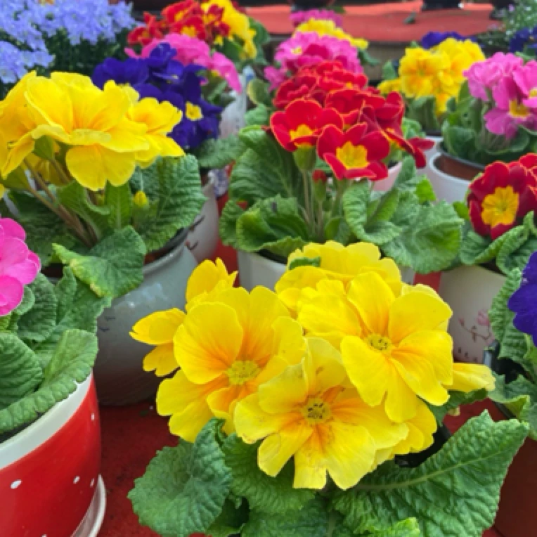 玫瑰盆栽/丹麦风铃/开花盆栽草本花卉/报春花/ 蟹爪兰/ 瓜叶菊/蟹爪兰/杜鹃/仙客来/ 长寿花