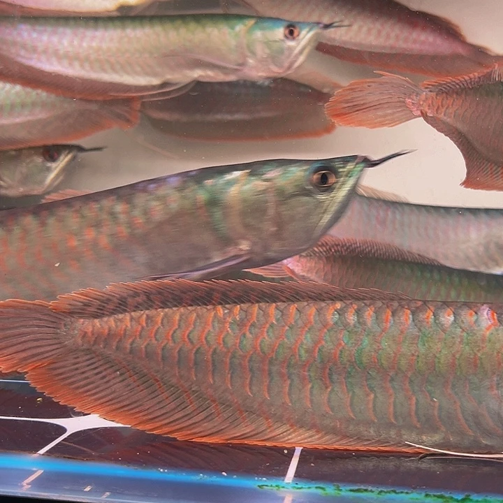 *****海水鱼马来西亚七彩银龙鱼