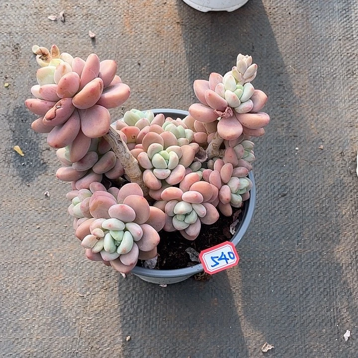 540洛神 一物一拍多肉