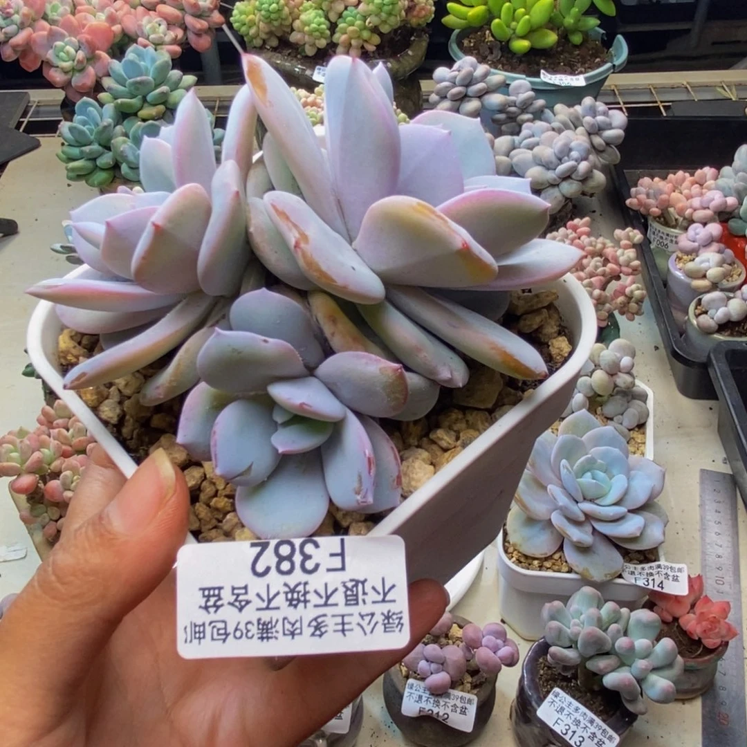 382丸叶奶茶多肉9c m