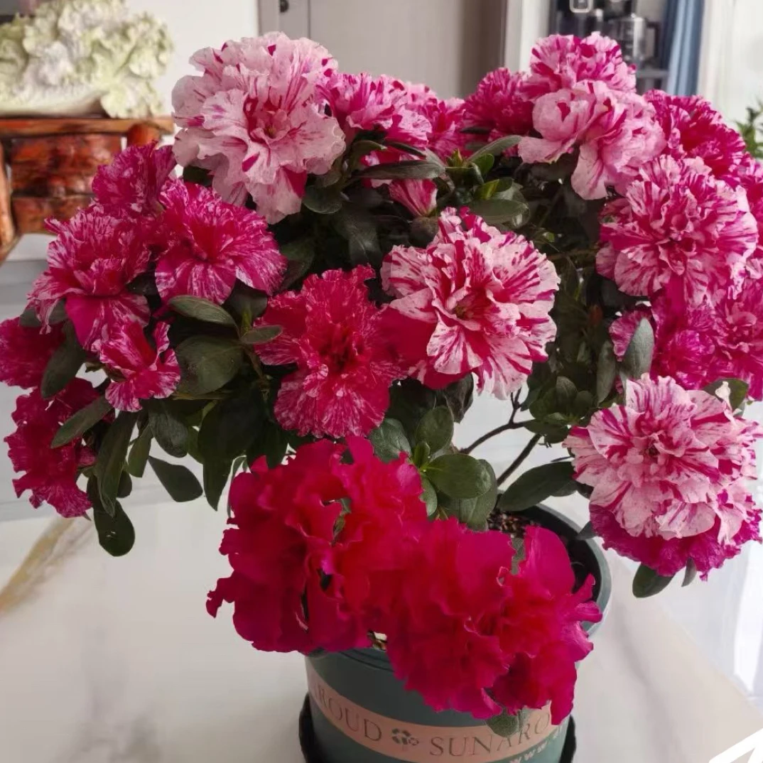 五彩喷砂杜鹃花盆栽带花苞四季开花室内外好养绿植花卉