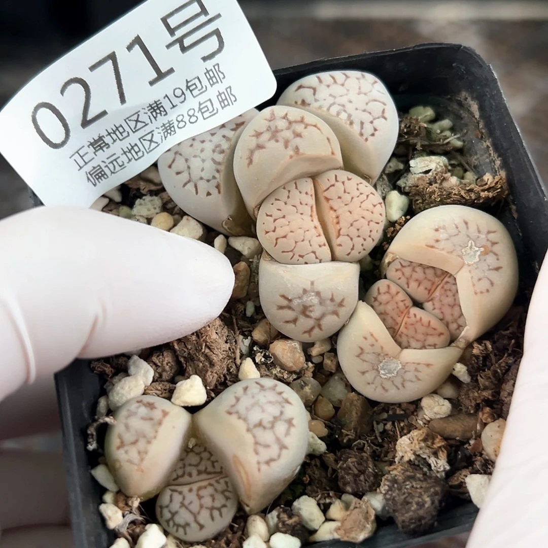 好养易活生石花大母本0271