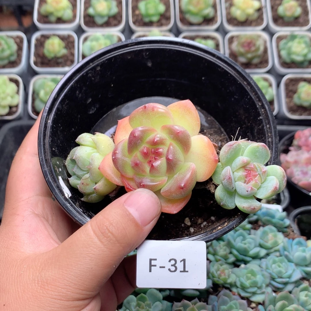 无花朵F31英语英语
