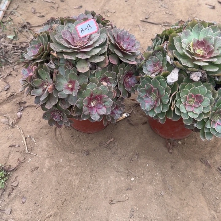 13-13。14莲花座不包断肢