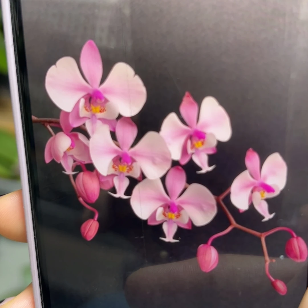 当前无花栽培后可以开花101西蕾丽