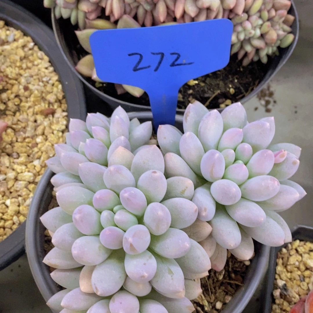 清货场，精品场一物一拍