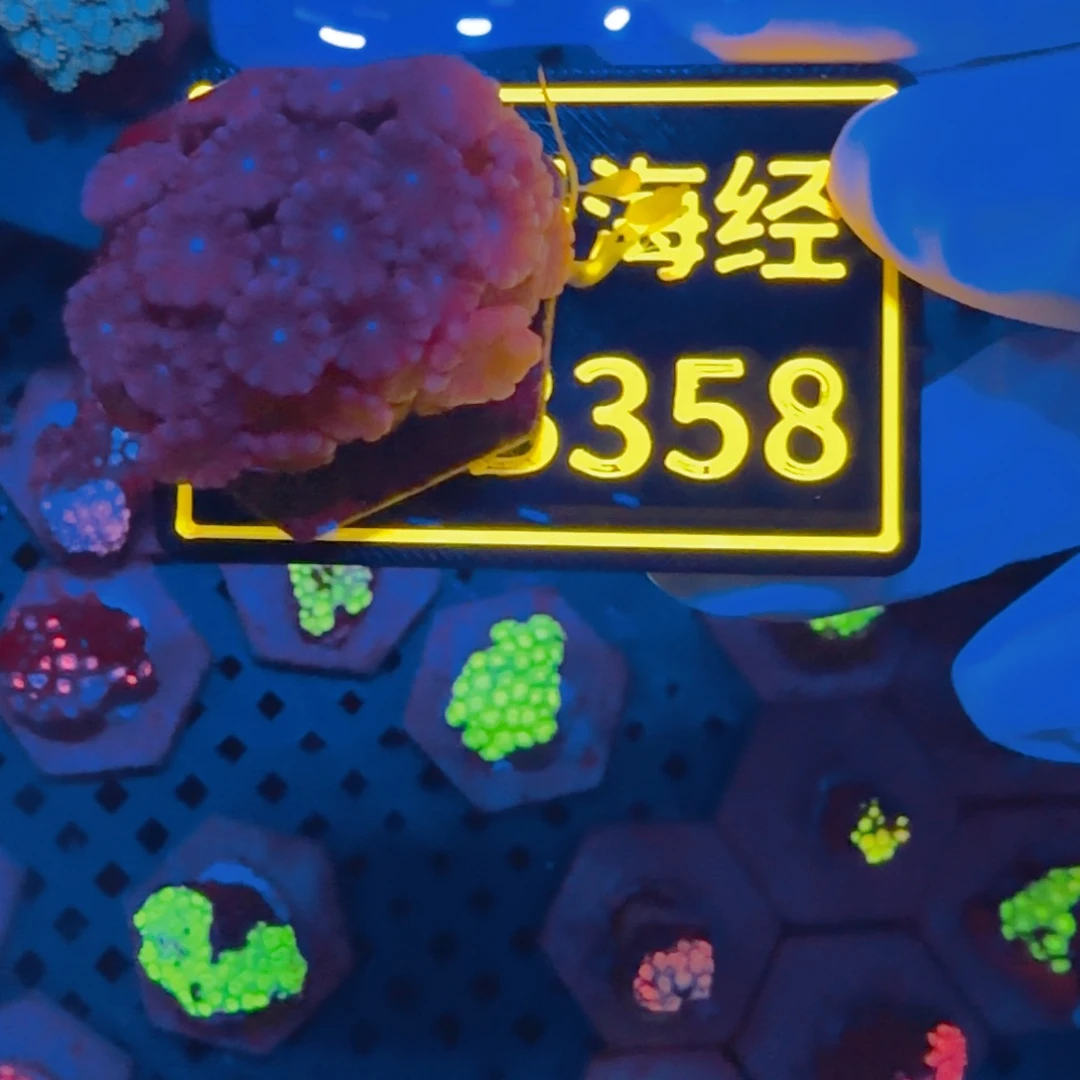 逗***儿纽扣珊瑚晓晓不包邮茉莉切件B358