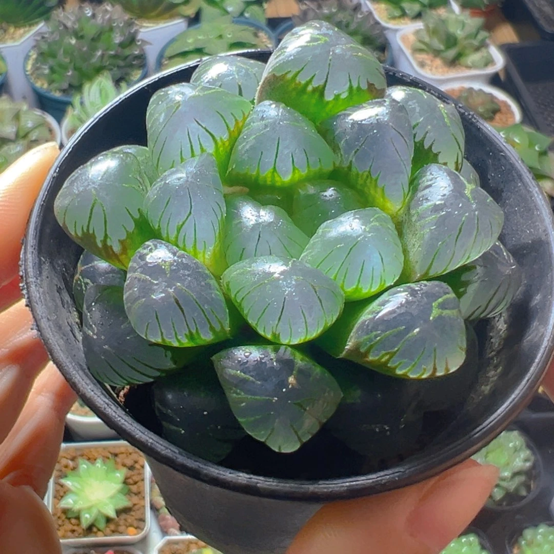 万象盆冰灯玉露多肉