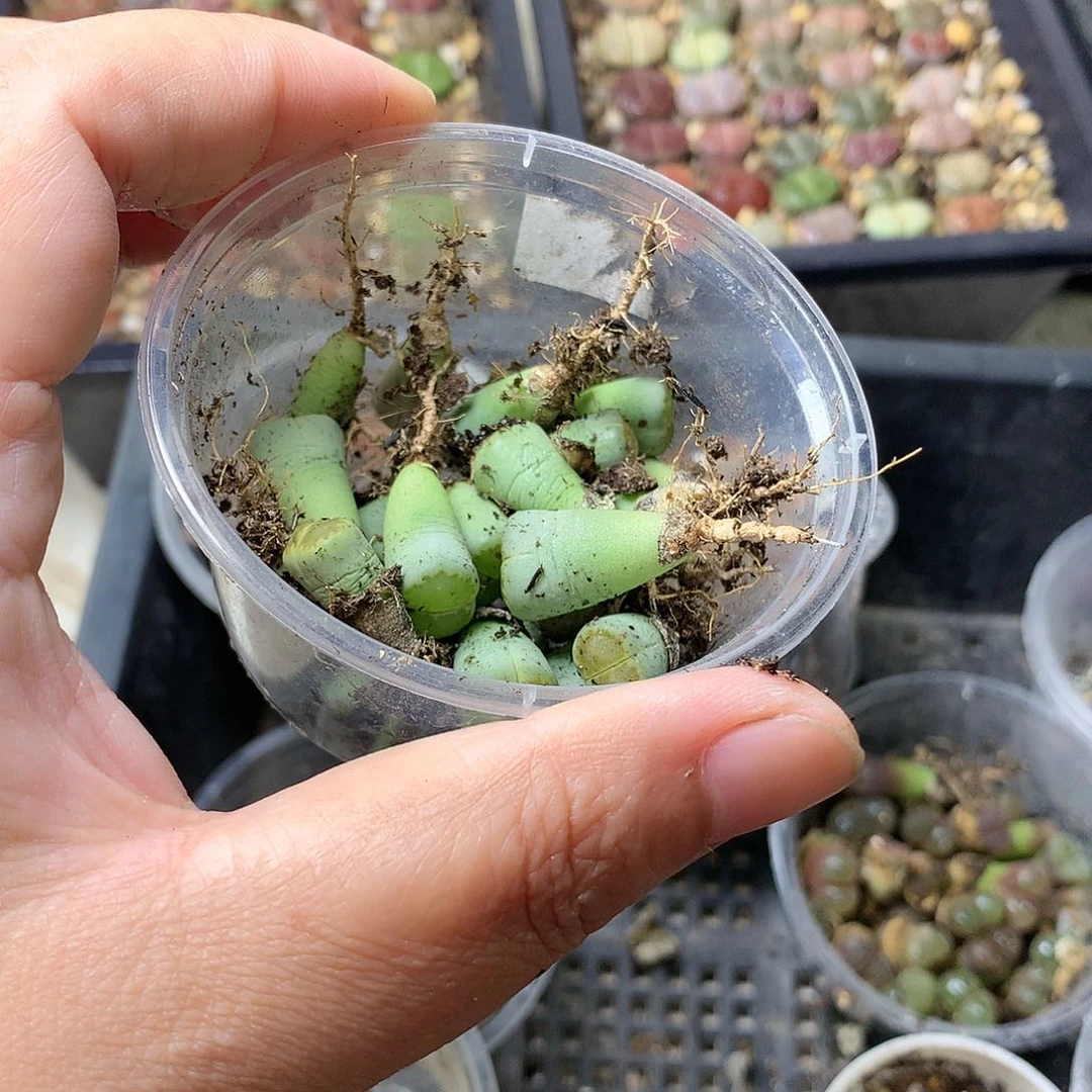 稻*Y305多肉植物保护研究所